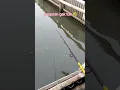 Lagu isyarat pelampung ikan mas makan umpan #mancing #pelampungngetrik #ikanmas #shorts