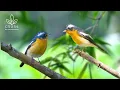 Lagu Gentle Bird Songs - Relax \u0026 Focus on Working in a Natural Environment - Bird Sounds for Sleep
