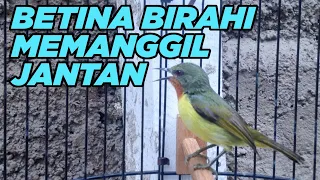 Download Kowul Betina Gacor Isian Untuk Memancing Kolibri Jantan Agar Gacor dan Bongkar Full Isian MP3