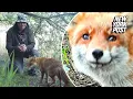 Tail-wagging fox can t hide her joy seeing human friend again