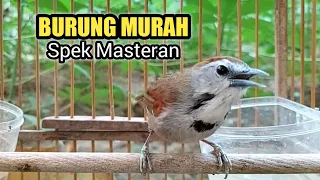 Download Burung Tepus Pipi Perak Gacor MP3