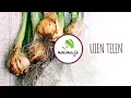 Download Lagu Ui planten | ui kweken | ui poten in de moestuin