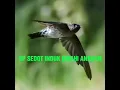 Download Lagu Suara walet viral jernih SP SEDOT INDUK BIRAHI ANAKAN