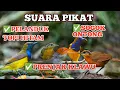 Download Lagu Suara Pikat Pelanduk Topi Hitam Kombinasi Sogok Ontong dan Prenjak sangat ampuh.