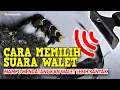 Download Lagu CARA MEMILIH SUARA WALET YANG BAGUS DAN MAMPU MENDATANGKAN WALET LEBIH BANYAK