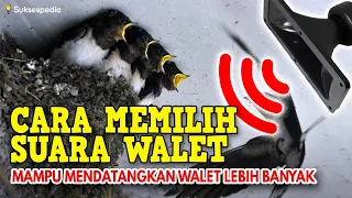 Download CARA MEMILIH SUARA WALET YANG BAGUS DAN MAMPU MENDATANGKAN WALET LEBIH BANYAK MP3