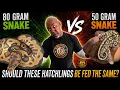 80g vs 50g Hatchlings Your Ball Python Hatchlings Should NOT All Be Fed the Same Here s Why