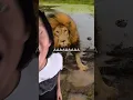 How CUTE can you draw a LION
