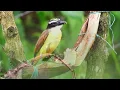 2 Hours Rain Piano with Birdsong for Study & Work - Deep Focus in Rain Forest