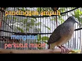 Dengan suara ini Perkutut macet akan bunyi.