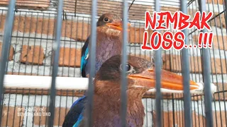 untuk masteran burung tengkek raja udang cekakak gacor loss
