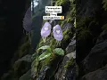 Download Lagu Penampakan bunga sepatu yang sesungguhnya 🤭 #masukberanda #videoshort #bungasepatu #bunga #viral