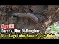Download Lagu Ngeri‼️Sarang Ular Di Bongkar Ular Lagi Tidur Kena Pacok Excavator
