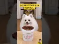 Download Lagu TIDAK SEMUDAH ITU FERGUSO🥸 #dog #smartnico #funny #pets #animals #doglover #funnydog #dogs #humor