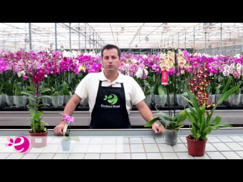 CUIDADOS BÁSICOS COM AS ORQUÍDEAS