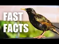Download Lagu Most People Don't Know these Starling Facts