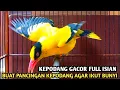Lagu KEPODANG EMAS GACOR FULL ISIAN || SUARA KEPODANG GACOR BUAT PANCINGAN DAN SUARA PIKAT KEPODANG