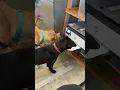 of adoptable pet named Yuma
