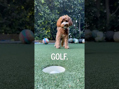 Best DOG GOLFER in the World! 🙌🏼⛳️ #shorts
