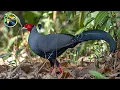 Download Lagu Sayap Thailand | Suara Burung dan Hutan yang Menakjubkan