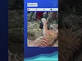 Download Lagu Seekor Harimau Mati Terjerat di Pasaman