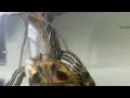 Red Eared Slider Feeding Guide What to feed and how