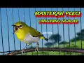 Download Lagu Masteran Burung Pleci Gacor Ngalas  || Pleci Bustomi gacor || Pleci Gacor Buka Paruh