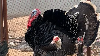 صوت الديك الرومي 