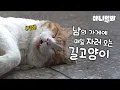 밤마다 데이트💘하느라 낮에는 떡실신😴하는 고양이 I Won't Wake Up, This Cat...