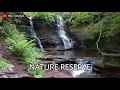 Download Lagu COOL RESERVE OF THE NATURE | SOUND