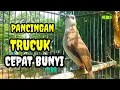 Lagu Suara burung trucukan gacor memanggil lawan Pancingan trucuk betina memanggil jantan