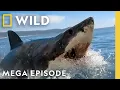 When Sharks Attack and Why Global Encounters MEGA EPISODE Nat Geo Animals