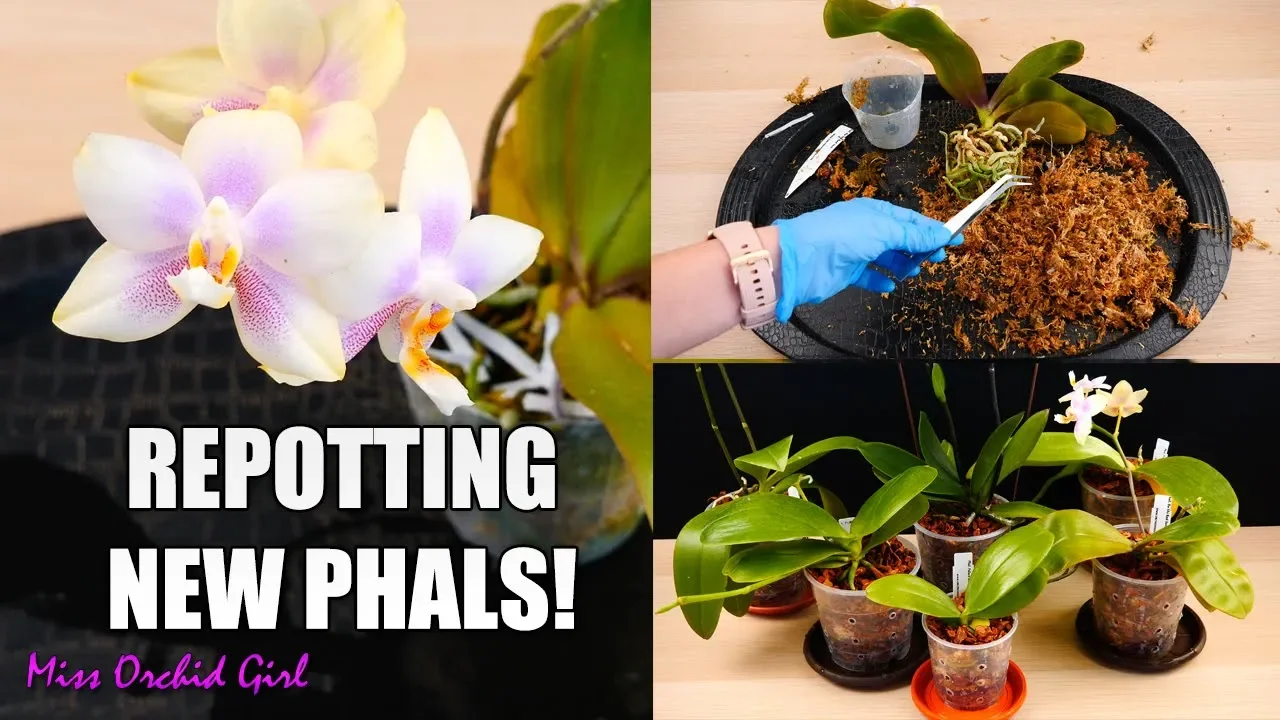 PHALAENOPSIS ORCHIDS REPOTTING PARTY! NEW ORCHIDS IN NEW POTS!