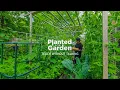 Seed to Plate - Growing Peas the Easy Way