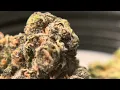Good day farm Missouri dispensary egg roll x grape gas flower