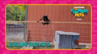 How does THIS keep happening 🤣😭 | Countdown: Funniest Pets