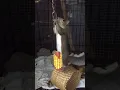 Download Lagu Squirrel core--funny memories of Kletus the rescue squirrel #squirrels #funny