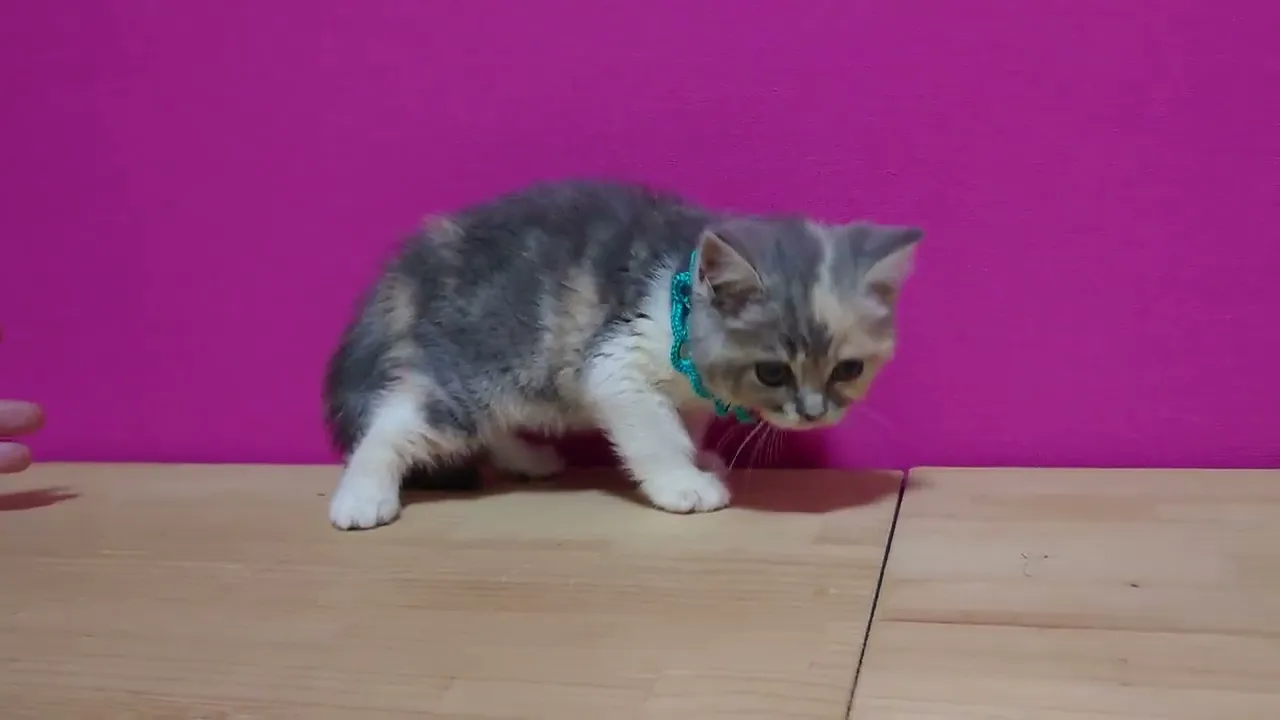 動画