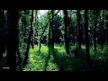 Serene Forest Bathing | 432Hz Calming Ambience for Relaxation & Mindfulness
