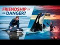 Download Lagu The Story of Jessica and the Killer Whale | True Orca Tale | whale fish true story