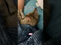 Download Lagu She’s sleeping like a human😻 #catsofyoutube #cat #kitten #shortvideo