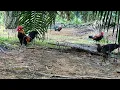 Lagu Mikat ayam hutan datang serombongan