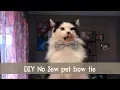 How to make a DIY no sew pet bow tie