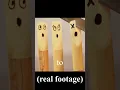 Download Lagu the best bass clarinet reeds aren't what you think...