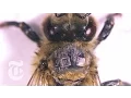 Rise of the Worker Bees ScienceTake The New York Times