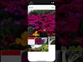 Instagram Clone with Firebase
