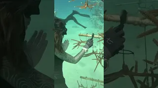 saving corals!!🪸 coral nurseries in the Bahamas!
