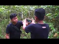 Download Lagu SERBUAN BURUNG KECIL PENGHUNI HUTAN KARET, MIKAT BURUNG KECIL PANEN BANYAK