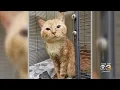 Bucks County SPCA Rescues 24 Cats Found Living In Unheated Car In Morrisville