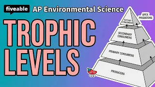 APES - Trophic Levels Energy Flow